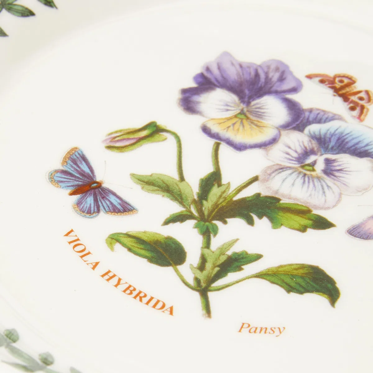 Portmeirion Botanic Garden - Platos de pan y mantequilla de 15 cm, juego de 6